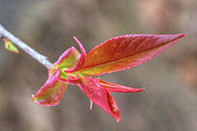 Pretty Bush Showing Her Stuff Photograph by Marj Esch