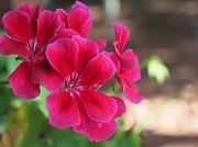 Pretty Flower 5 Photograph by C Winslow Shafer