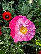 Pretty in Pink and Yellow Photograph by Merle Grenz Pretty in Pink and Yellow Photograph by Merle Grenz
