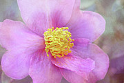 Pretty In Pink Camellia Photograph by Amy Dundon