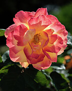 Pretty in Pink Photograph by Linda Triplett Pretty in Pink Photograph by Linda Triplett
