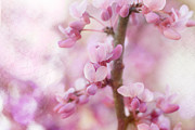 Pretty Spring Redbud Blossoms Photograph by Amy Dundon