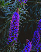 Pride of Madeira Photograph by Abigail Diane Photography