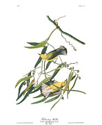 Print 3 Prothonotary Warbler Drawing by John James Audubon Print 3 Prothonotary Warbler Drawing by John James Audubon