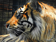 Profile of a Tiger Photograph by Rod Seel