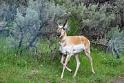 Pronghorn Photograph by Tim Stanley