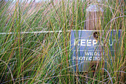 Protecting the Marshes of Jekyll Island Photograph by Bruce Gourley