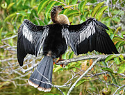 Proud Female Anhinga Photograph by Kathi Isserman