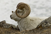 Yeti Photography - Proud Guy Photograph by David Jennings