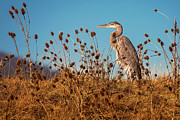 Proud Heron Photograph by Mike Lee Proud Heron Photograph by Mike Lee