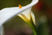 Proud Lily Photograph by Joy Watson