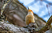Proud Red-Belled Woodpecker Photograph by Victoria Plut