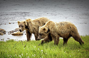 Prowling Along the Creek Photograph by Cheryl Strahl Prowling Along the Creek Photograph by Cheryl Strahl