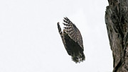 Barred Owl Vertical Leap Photograph by Puttaswamy Ravishankar Barred Owl Vertical Leap Photograph by Puttaswamy Ravishankar