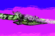 Psychedelic Gator 7B Photograph by Sally Fuller