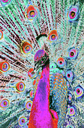 Psychedelic Peacock 8B Photograph by Sally Fuller
