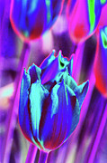 Psychedelic Tulip 5A Photograph by Sally Fuller