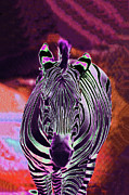 Psychedelic Zebra 3A Photograph by Sally Fuller