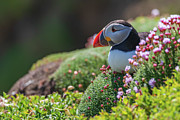 Puffin, Great Saltee Island, Co Wexford, Ireland Photograph by Adrian Hendroff