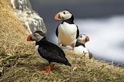 Puffin pride Photograph by Christopher Mathews