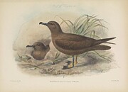 Puffinus nativitatis Christmas Shearwater Drawing by Rothschild J G Keulemans Puffinus nativitatis Christmas Shearwater Drawing by Rothschild J G Keulemans
