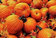 Pumpkin Overload Photograph by Cherry Vercher