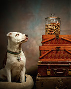Puppy Dog Looking At A Jar of Dog Biscuits Photograph by Cindy Shebley Puppy Dog Looking At A Jar of Dog Biscuits Photograph by Cindy Shebley