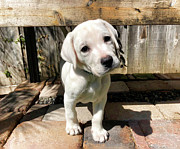 Puppy Loki the labrador Photograph by Waterdancer