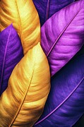 Purple and Golden Leaves Digital Art by Matthias Hauser Purple and Golden Leaves Digital Art by Matthias Hauser