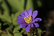 Purple Anemone Photograph by Laurie Lago Rispoli