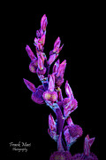 Purple Arrowroot Photograph by Frank Mari
