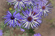 Purple Asters Mixed Media by Bentley Davis