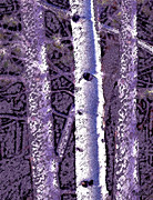 Purple Birch Digital Art by Vallee Johnson