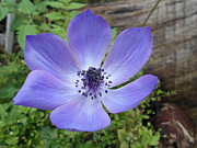 Purple bloom Photograph by Nancy Graham