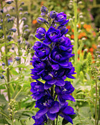 Purple Candle Larkspur Flower Photograph by Abigail Diane Photography