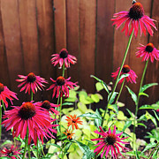 Purple Coneflower Photograph by Grey Coopre