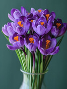 Purple Crocuses Digital Art by Mia Thompson