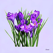 Purple Crocuses Photograph by Susan Savad