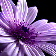 Purple Flower v4 Digital Art by Cindy's Creative Corner