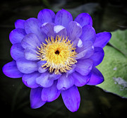 Purple for passion. Photograph by Usha Peddamatham