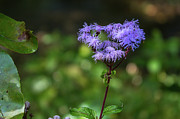 Purple Fuz Photograph by David Beechum Purple Fuz Photograph by David Beechum