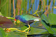 Purple Gallinule Digital Art by Jerry Dalrymple