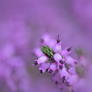 Purple Heather - Erica cinerea Photograph by Yvonne Johnstone