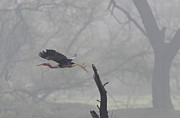 Purple heron in the Mist #2 Photograph by Puttaswamy Ravishankar Purple heron in the Mist #2 Photograph by Puttaswamy Ravishankar