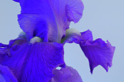 Purple Iris Blooms in Spring 3 Photograph by Lindsay Thomson