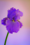 Purple Iris Blooms in Spring Photograph by Lindsay Thomson