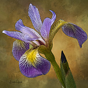 Purple Iris Digital Art by Linda Lee Hall