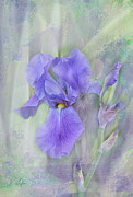 Purple Iris Photograph by Rosanna Life