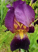 Purple Iris Photograph by Serbennia Davis