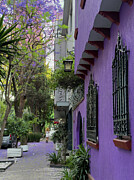 Purple  Photograph by Leslie Brashear